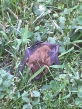 Bat in Grass